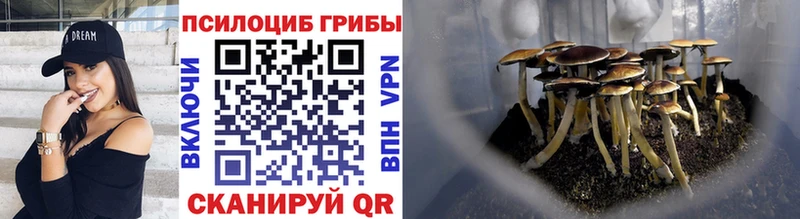 Псилоцибиновые грибы прущие грибы  Тетюши 